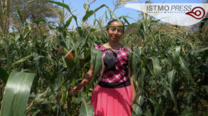 06 Mar Campesinos zapotecas exigen retiro de “semillas hibridas”1