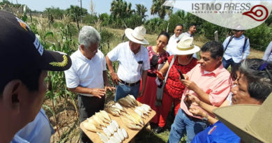 06 Mar Campesinos zapotecas exigen retiro de “semillas hibridas”