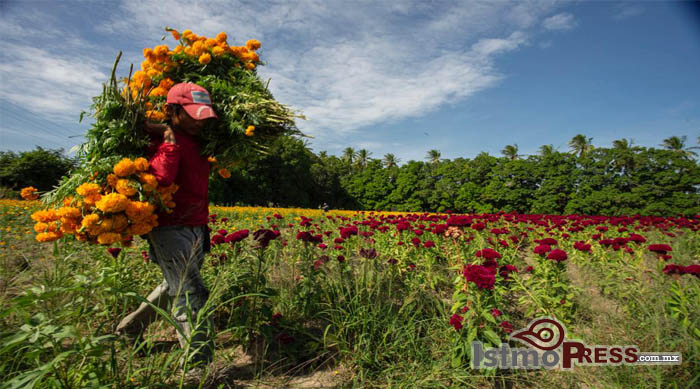 Cultivo de Flor de Muerto es más tradición que negocio en el Istmo de  Tehuantepec – Noticias del Istmo, Oaxaca