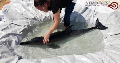 04 Feb Rescate de delfín