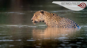 03 vida silvestre jaguar portada