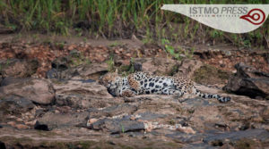 03 vida silvestre jaguar1
