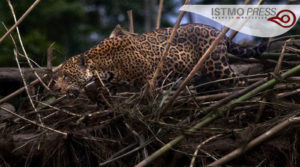 03 vida silvestre jaguar2