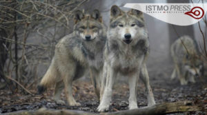03 vida silvestre lobos