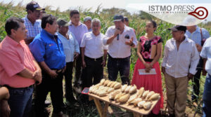 06 Mar Campesinos zapotecas exigen retiro de “semillas hibridas”2