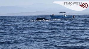 21 Mar Ballenas en costa de Oax2