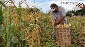 04 Jun Juchitán apoyo de maíz1