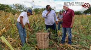 04 Jun Juchitán apoyo de maíz2