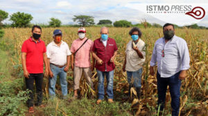 04 Jun Juchitán apoyo de maíz3