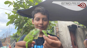 Criadero de iguanas1