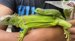 Criadero de iguanas3