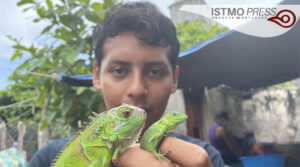 Criadero de iguanas4