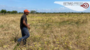 Cultivos de camote en riesgo