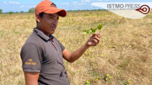 Cultivos de camote en riesgo2