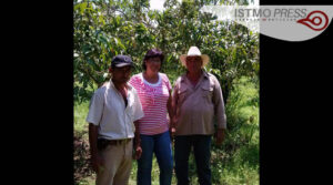 Exportación de mango en Oaxaca