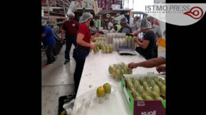 exportación de mango en Oaxaca1