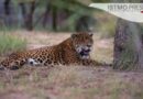 Las vías de comunicación amenazan a los jaguares en México. Este proyecto busca evitar su extinción.
