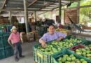 Productores de mango en Oaxaca celebran pausa de Trump en los aranceles: “No nos vamos a confiar, esto es solo un respiro”