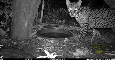 Con fototrampas biólogo zapoteca concientiza del cuidado de animales en peligro de extinción en Oaxaca