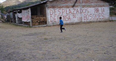 Cuatro años sin Irma Galindo, la defensora desaparecida por defender su bosque y las comunidades que se desplazaron