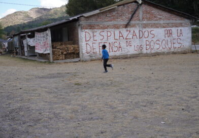 Cuatro años sin Irma Galindo, la defensora desaparecida por defender su bosque y las comunidades que se desplazaron