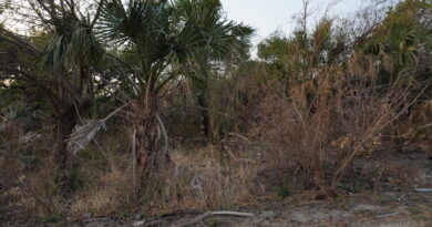 Palmeros denuncian ecocidio y terricidio en 500 hectáreas de reserva comunal “El Palmar” en Unión Hidalgo, Oaxaca 