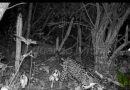 “ No se cuida lo que no se conoce”: Biólogo zapoteca cumple un año de monitorear la fauna en Cerro de Guiengola con registros de puma, ocelotes y aves