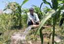 Riego de auxilio, la alternativa para la sequia que usan campesinos zapotecas en Oaxaca