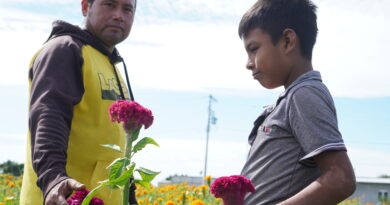 “ Más que negocio, es tradición”: Campesinos zapotecas cosecharon flor de muerto a pesar de la sequía “ Más que negocio, es tradición”: Campesinos zapotecas cosecharon flor de muerto a pesar de la sequía