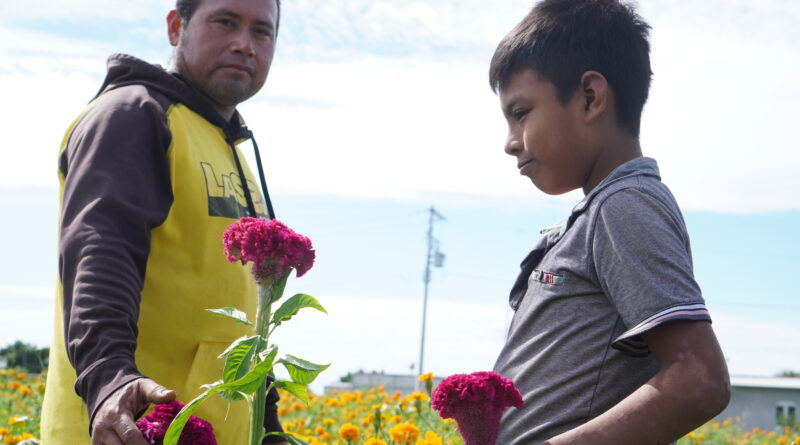 “ Más que negocio, es tradición”: Campesinos zapotecas cosecharon flor de muerto a pesar de la sequía “ Más que negocio, es tradición”: Campesinos zapotecas cosecharon flor de muerto a pesar de la sequía